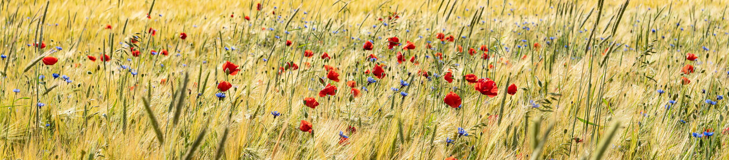 Mohnblumen in Getreidefeld