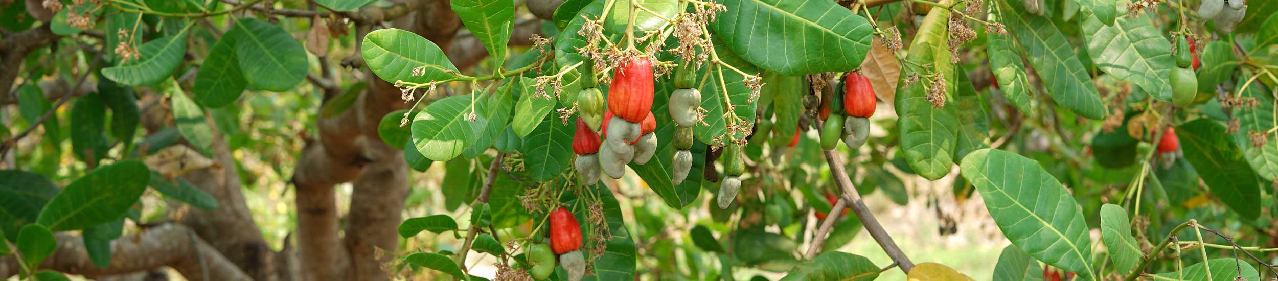 Cashewbaum