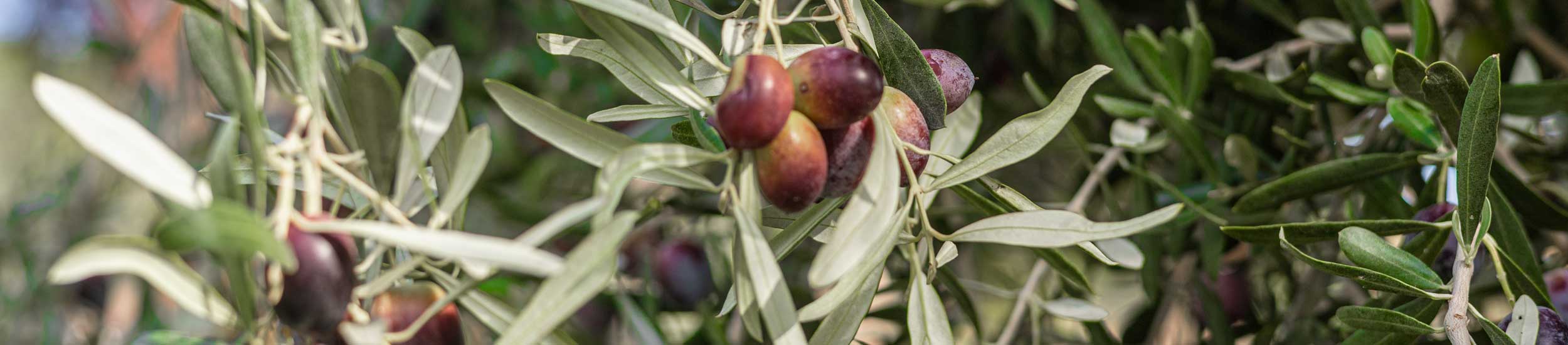 Olivenbaum